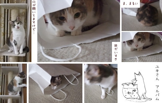 ユッキー