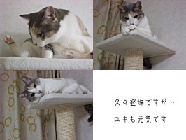 ユッキー