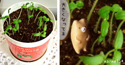 すくすく