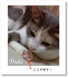愛しの肉球