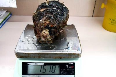 山口県大島産 超特大岩牡蠣