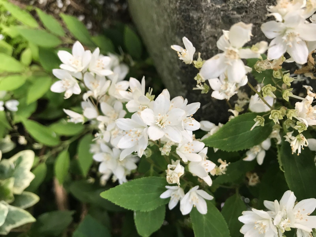 夏の訪れを感じる白い花 ヒメウツギ かたりつづけていきます