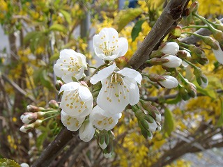 さくらんぼの花 1