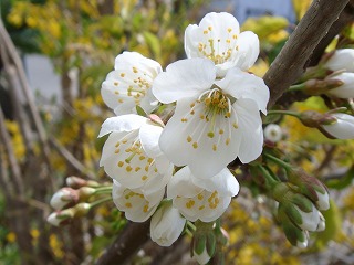 さくらんぼの花 2