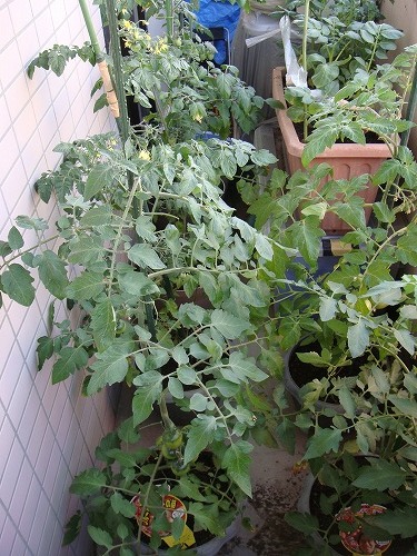千夏家のベランダ菜園の様子