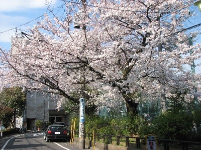 代々木公園の桜