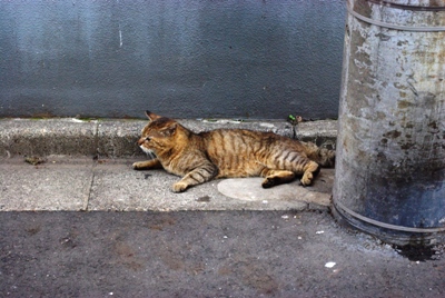 ジジババの店の前の猫