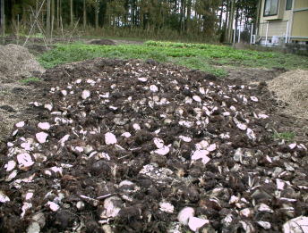 サトイモの親芋処理