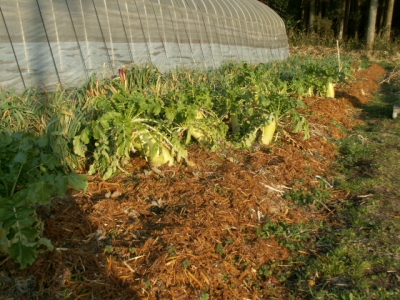 自給野菜にバークを敷く