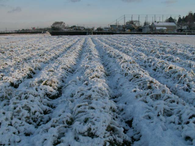 人参畑と雪