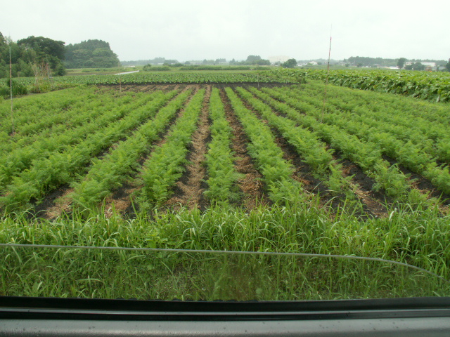 根きり虫にかなりやられています。