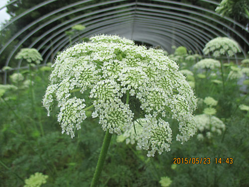 5月23日種取り用の花