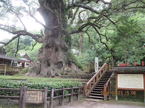 蒲生の大楠
