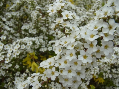 RIMG0264.JPG