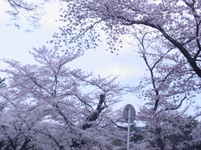 RIMG0298.JPG
