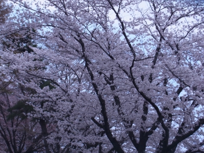 RIMG0300.JPG