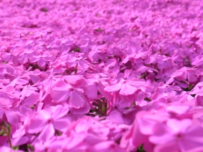 RIMG0383.JPG