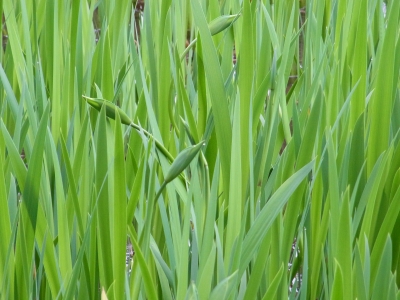 RIMG0627.JPG