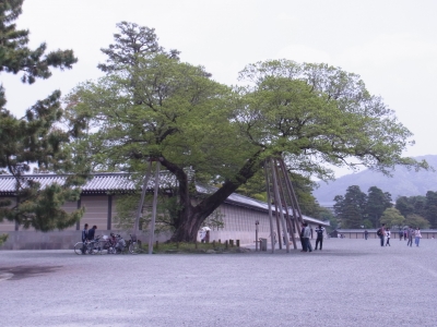 RIMG0630.JPG