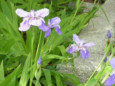 RIMG0650.JPG