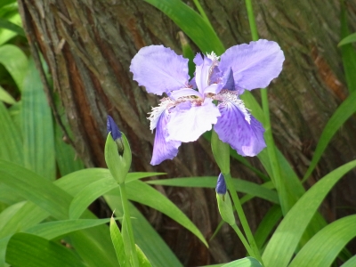 RIMG0651.JPG