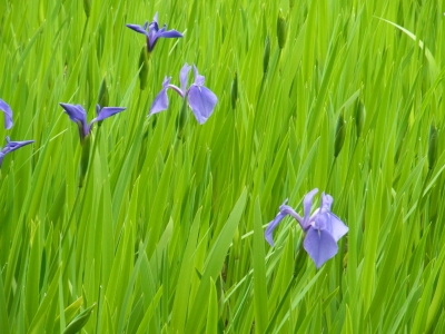 RIMG0679.JPG