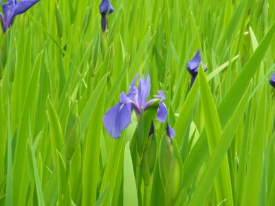 RIMG0676.JPG