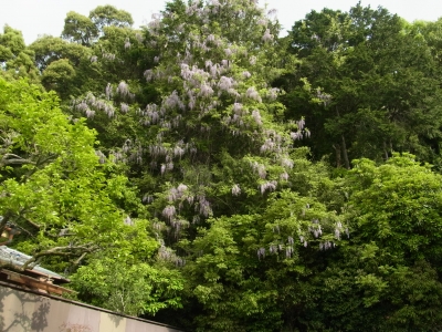 RIMG0683.JPG