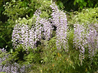 RIMG0686.JPG