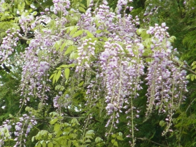 RIMG0690.JPG