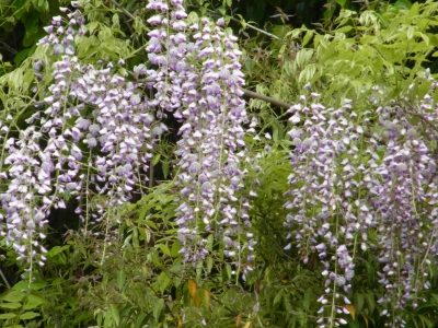 RIMG0691.JPG