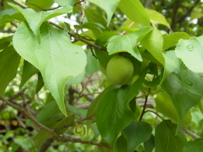 RIMG0766.JPG