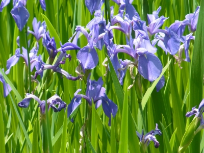 RIMG0771.JPG