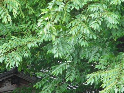RIMG0929.JPG