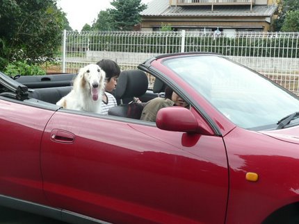 オープンカーに乗ったボルゾイ ボルゾイ子犬ブリーダー大関京子の犬ブログ