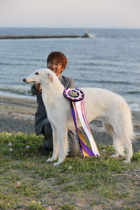 ボルゾイの美しさ | ボルゾイ子犬ブリーダー大関京子の犬ブログ