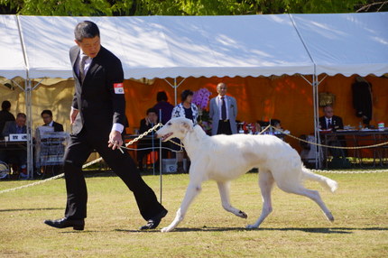 若きチャンピオンボルゾイ | ボルゾイ子犬ブリーダー大関京子の犬ブログ