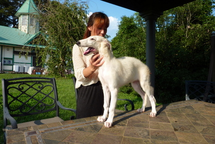 ボルゾイの子犬の成長 | ボルゾイ子犬ブリーダー大関京子の犬ブログ