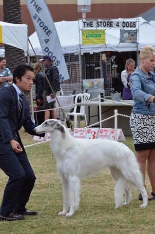 あれから一年が過ぎ・・・ | ボルゾイ子犬ブリーダー大関京子の