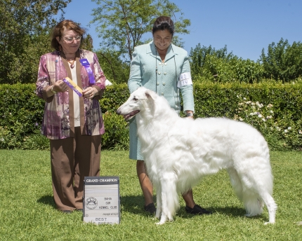アメリカチャンピオンのキングのご紹介！ | ボルゾイ子犬ブリーダー