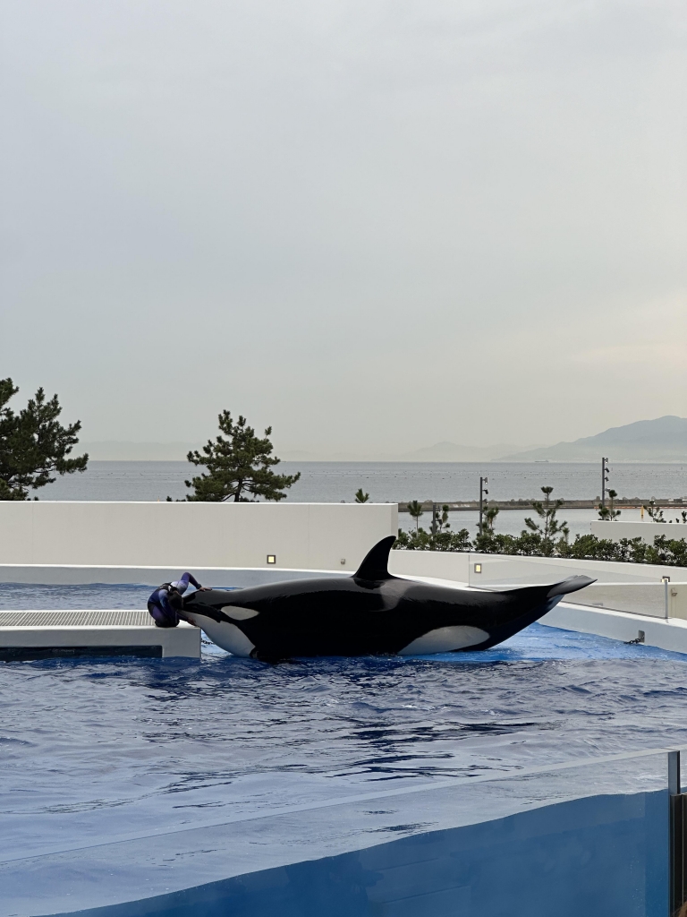 バイクウェア・装備 KUSHITANI SUPERTECH R2 BLACKOUT MODEL SUPERTECH-R 2 BLACKOUT MODEL入荷：KUSHITANI 三鷹店