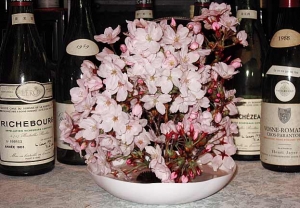 2010 花見の桜