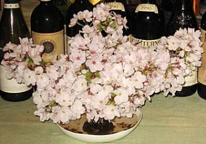 2013 花見 一回目