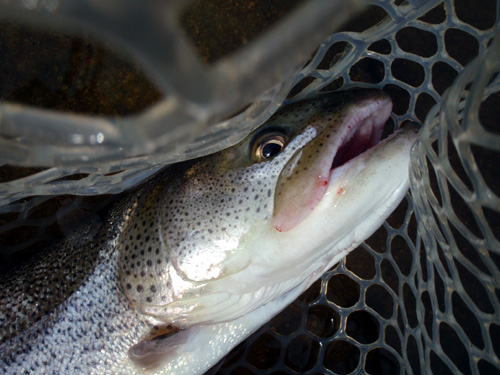20120526 022.jpg