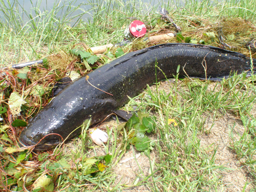 20120613 023.jpg