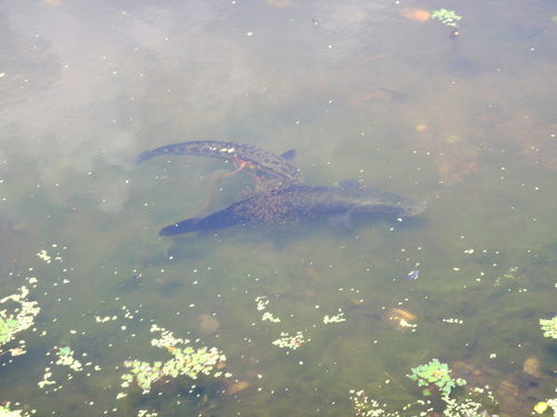 20120613 014.jpg