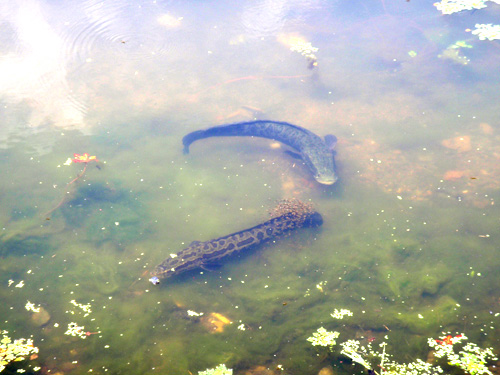 20120613 018.jpg