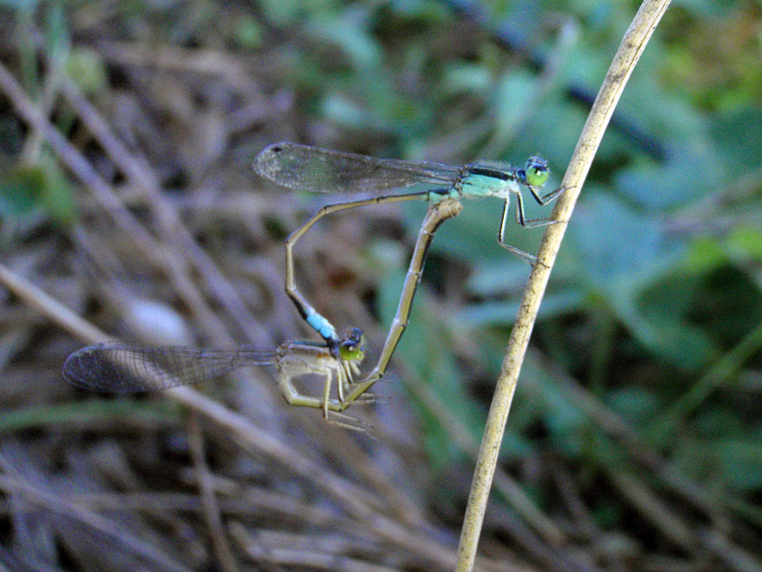 P8251573.JPG