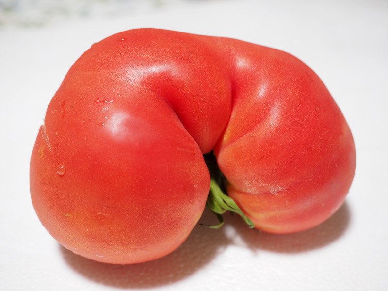 おもしろトマト2 | ゆったりねっと