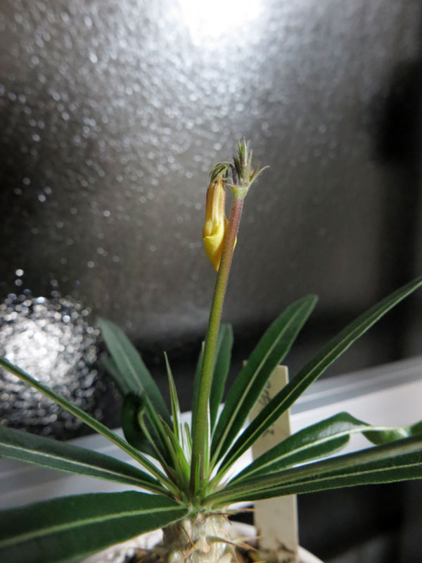2021年播種組 グラキリス実生🌱 この代は分岐せずに良型が多い